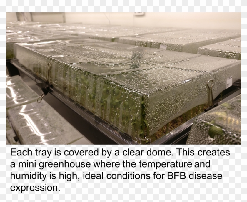 To Mitigate The Risk Of Bfb Infection, Commercial Seed - Grass Clipart