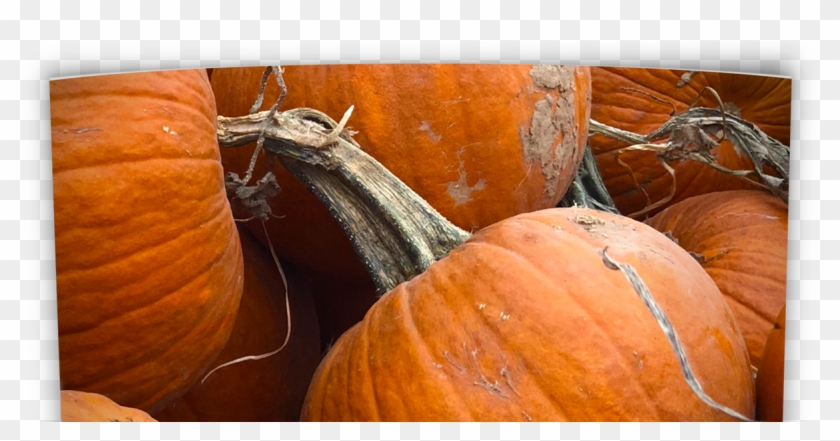 Oklahoma Perennial Flower Guide - Pumpkin Clipart