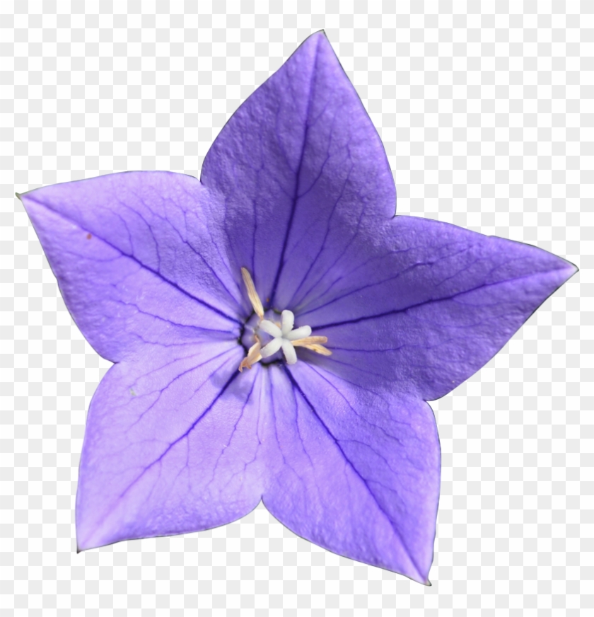 Perennials - Balloon Flower Clipart