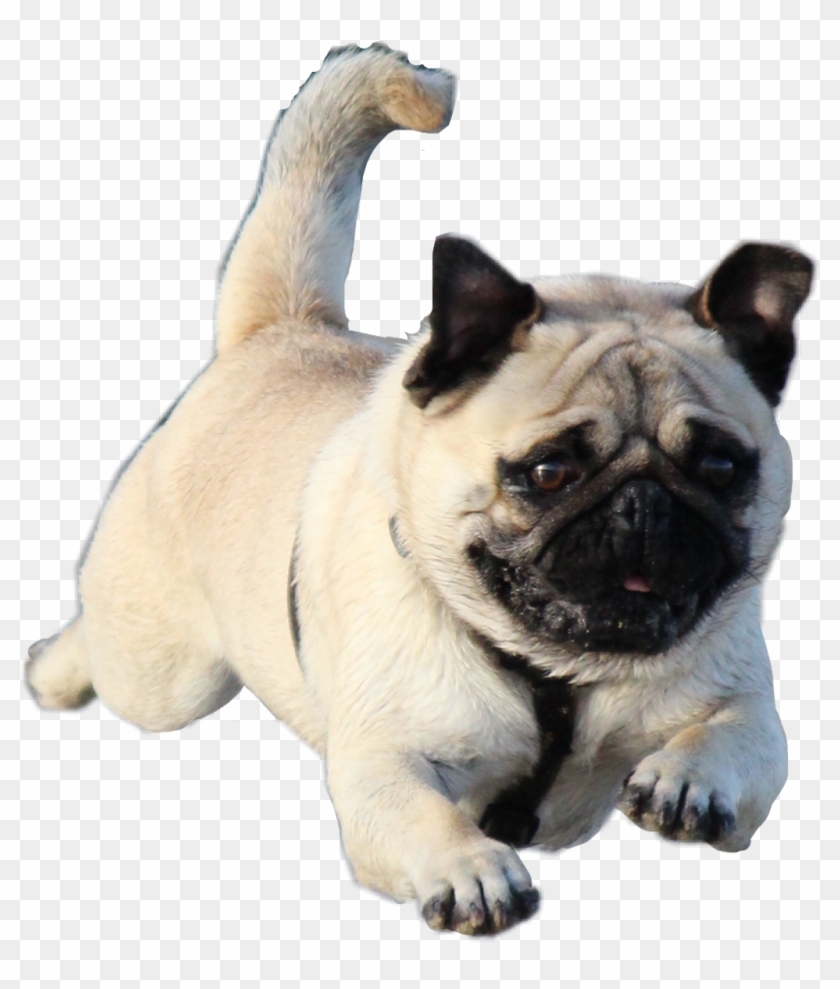 #pug #jumping #dog #freetoedit - Pug Clipart #5095683
