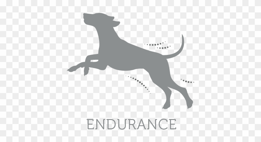 This Formula, Engineered By Specialists, Contains A - Dog Catches Something Clipart