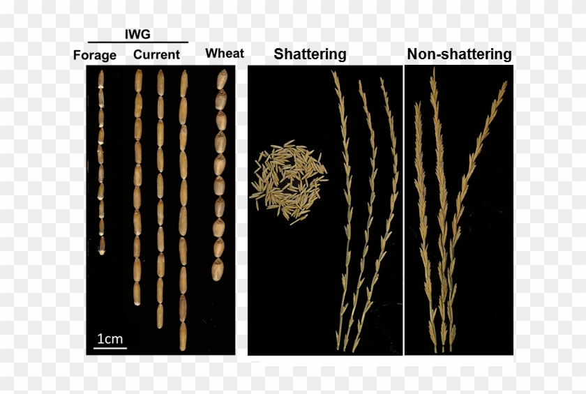 Seeds And Seedheads Of Intermediate Wheatgrass - Thinopyrum Intermedium Seeds Clipart #5096114