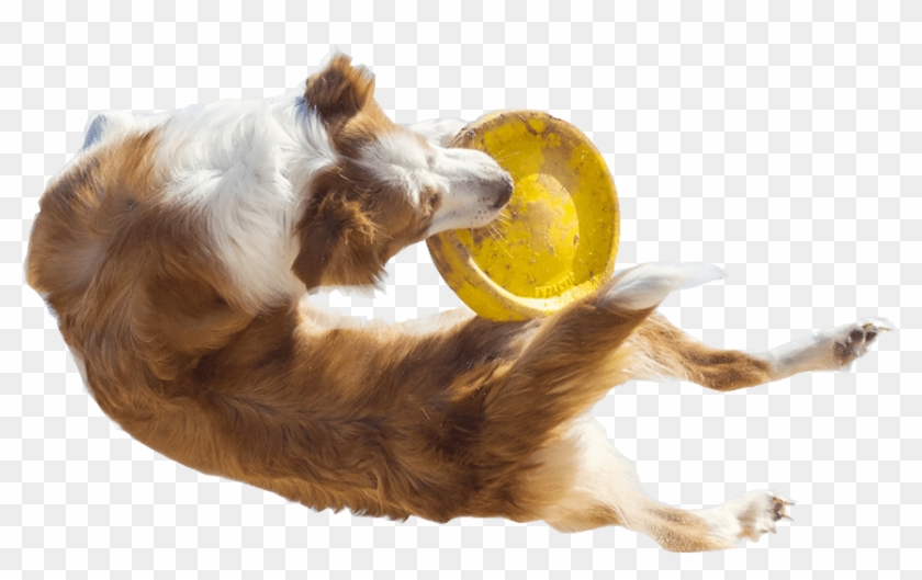 Image - Dog Catches Something Clipart