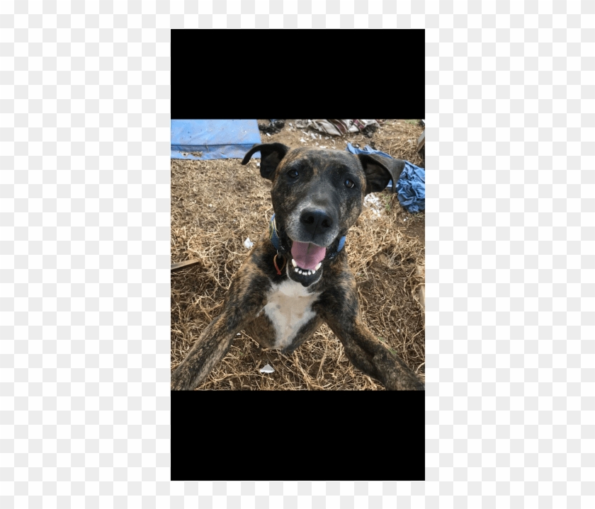 Donate To Petrescue - Treeing Tennessee Brindle Clipart