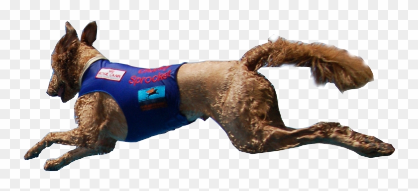 Join Us For Kansas City's Only Pet And Music Festival - Dog Catches Something Clipart