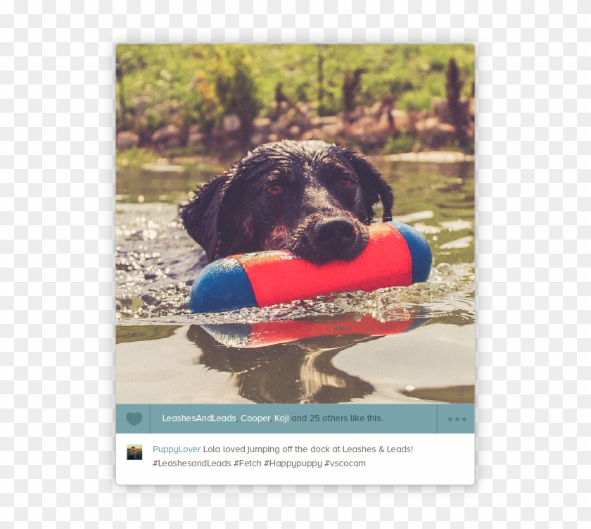 Photos Of Your Dog Might Be Featured On Our Website - Dog Catches Something Clipart