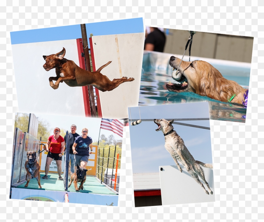 This Is Dockdogs - Dog Catches Something Clipart