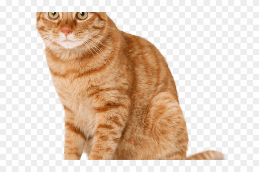 Tabby Cat Clipart Striped Cat - Mango Shaped Space Cat - Png Download