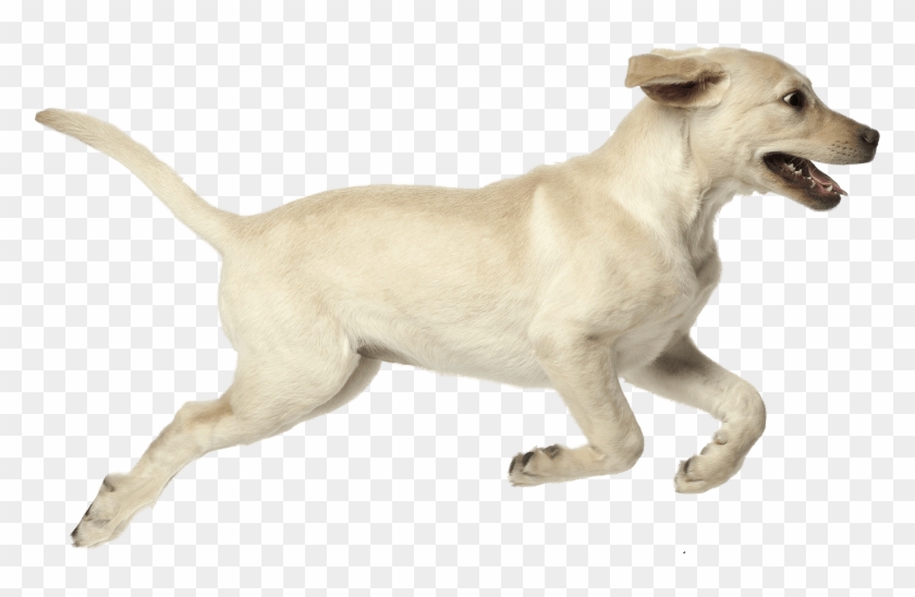 Next - Companion Dog Clipart