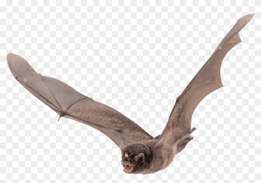 Download Large Images Background - Bat Flying Clipart