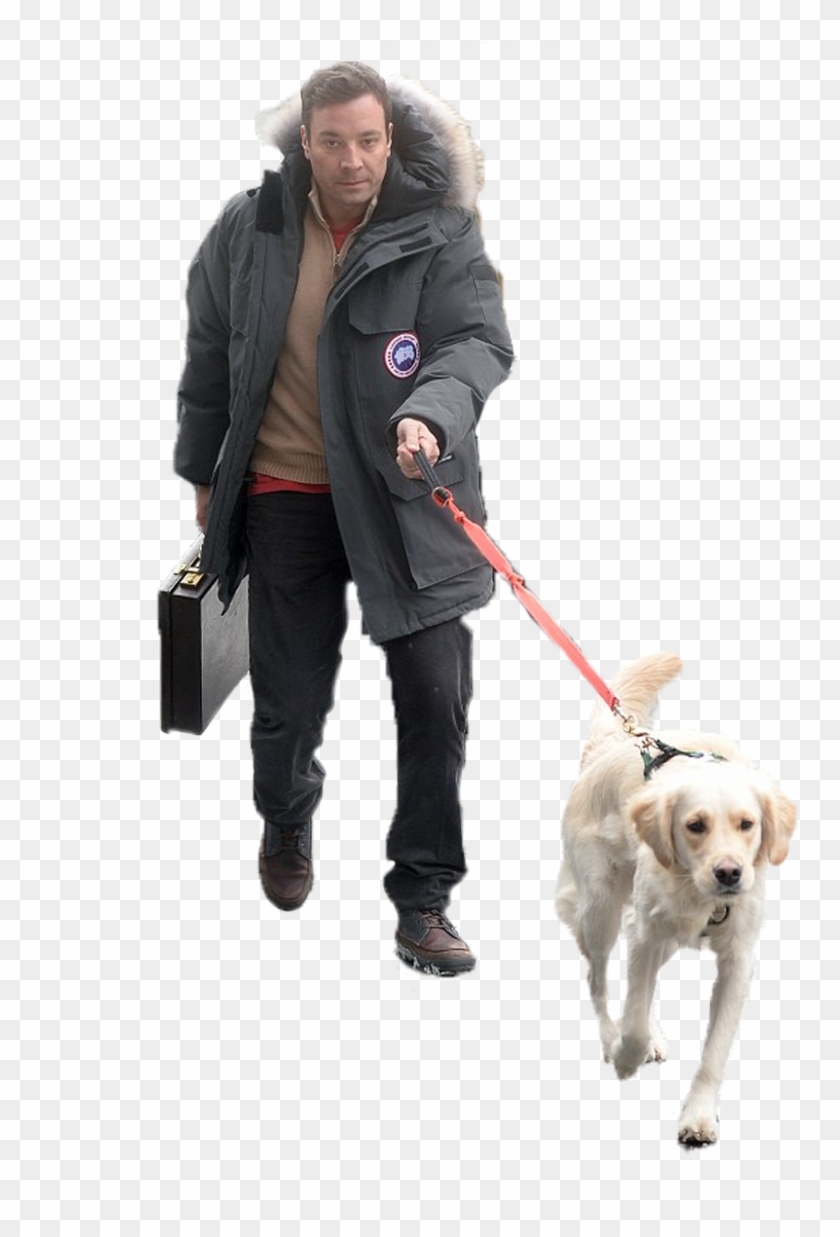 Jimmy Fallon Walking His Dog - Labrador Retriever Clipart #5098288