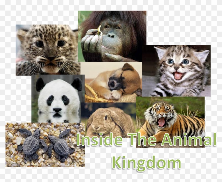 Kitten Clipart #5099793