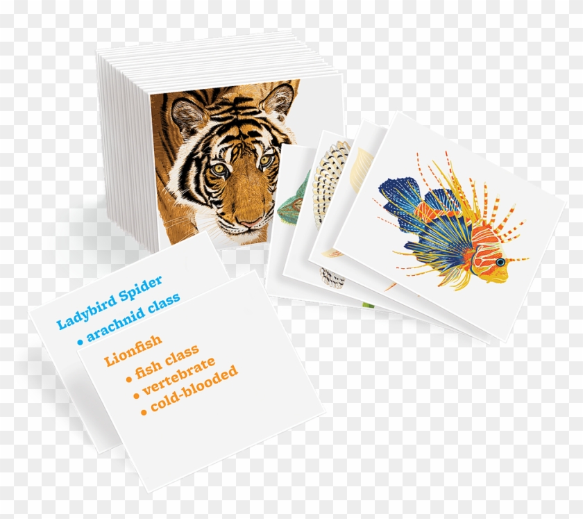 Animal Kingdom Cards - Graphic Design Clipart #5099841