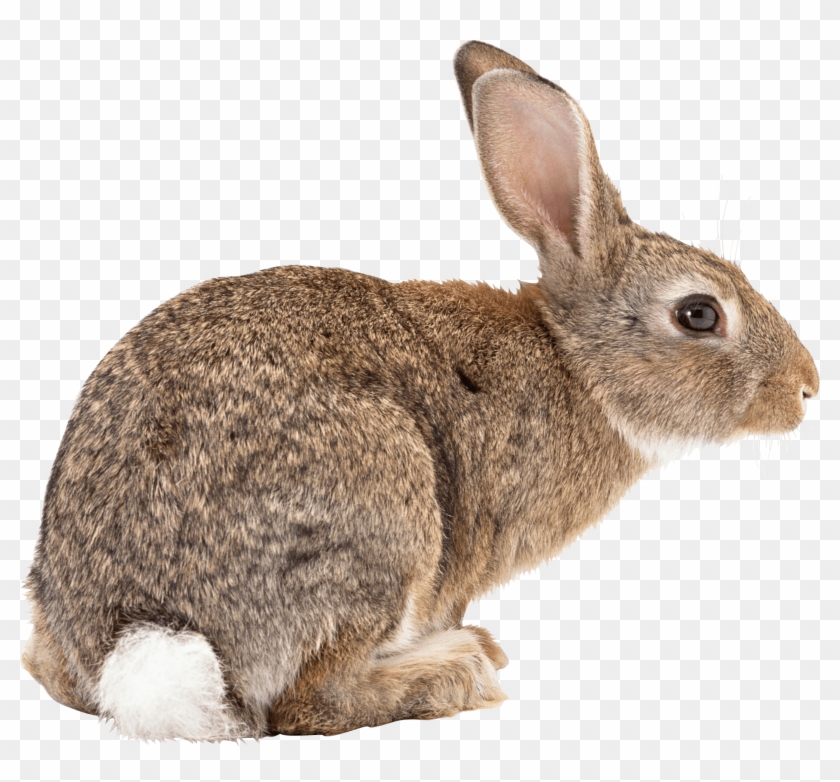 Animals - Rabbit Transparent Clipart