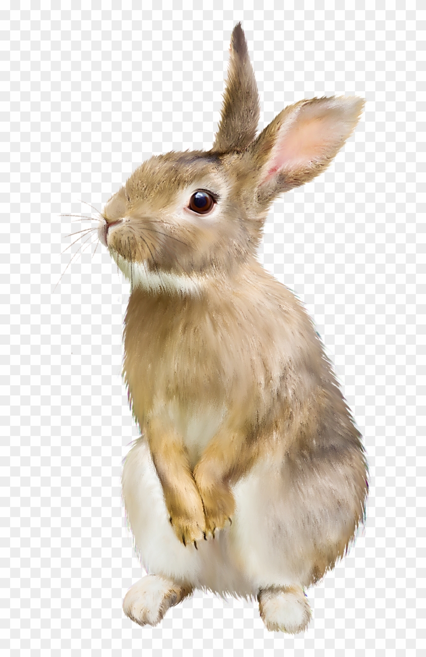 Brown Rabbit Png - Animals Blowing Bubble Gum Clipart #510880