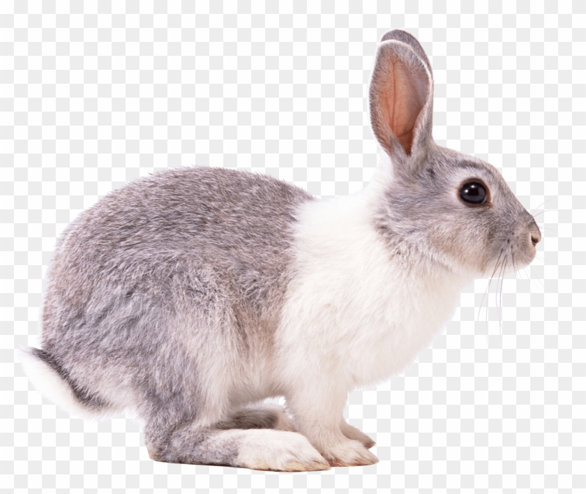 Rabbit White Gray Png - Snowshoe Hare Png Clipart