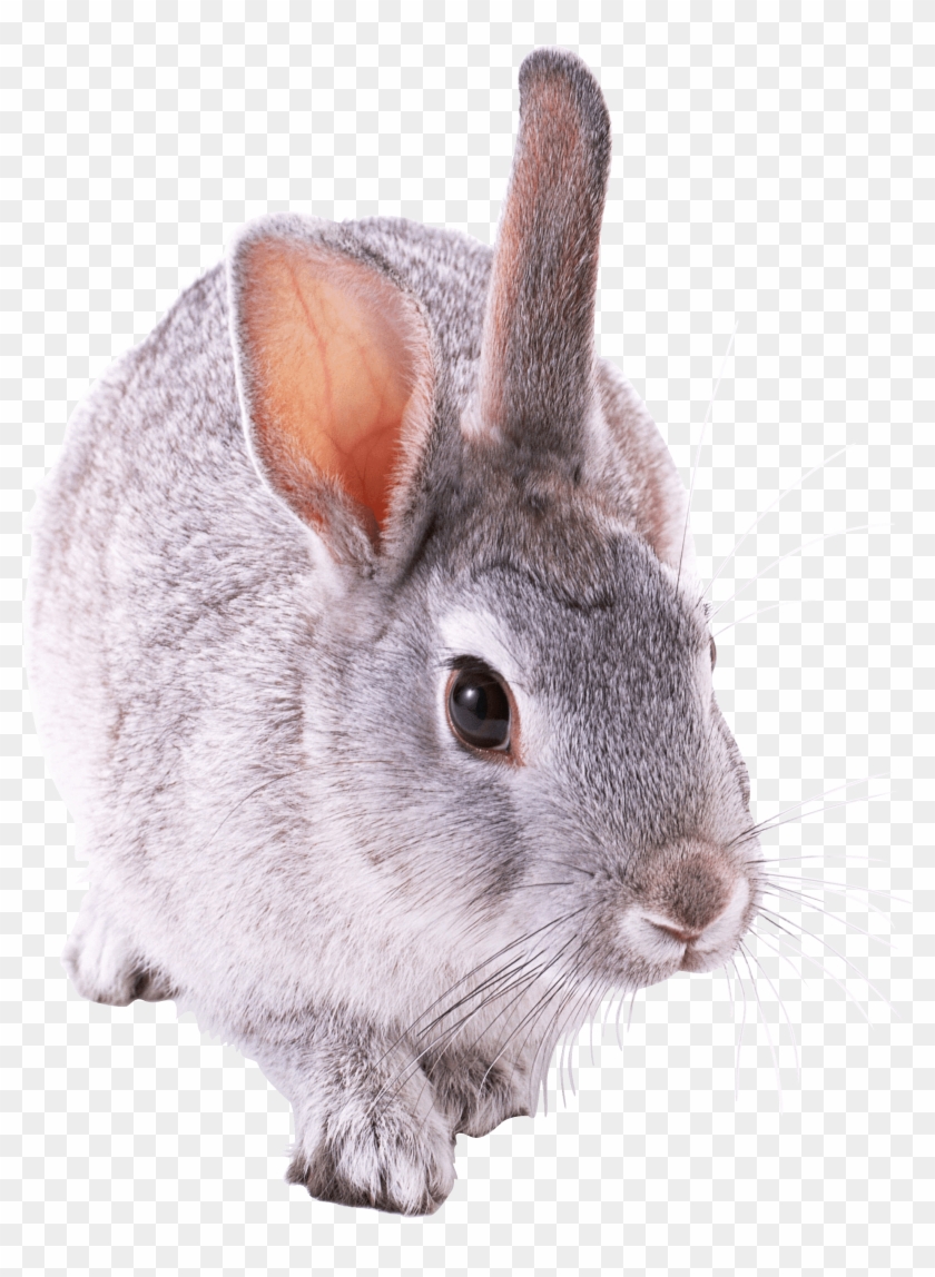 Animals - Bunnies Png Clipart #511394