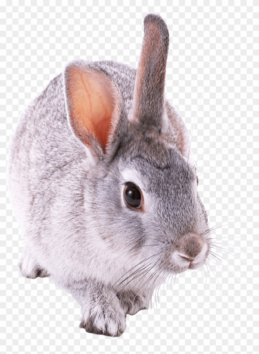 Animals - Bunnies Png Clipart