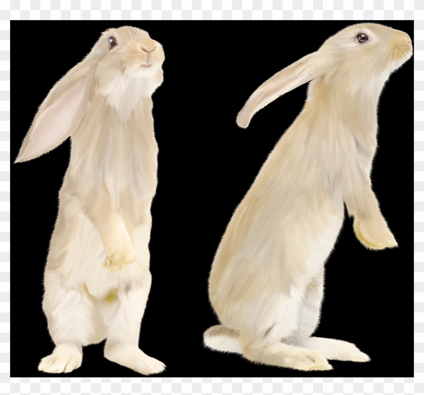Free Rabbit Png Images - Domestic Rabbit Clipart #511450