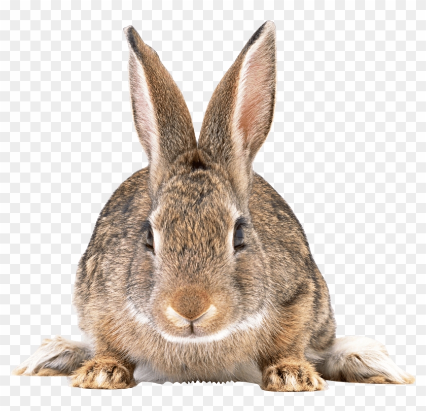 Cute Brown Rabbit Png Image - Rabbit Png Clipart