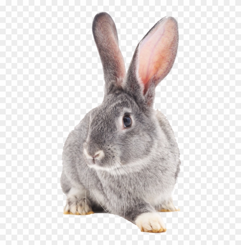 Rabbit Png Clipart #511797