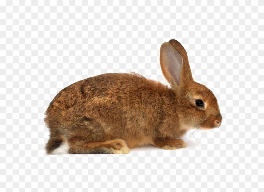 Brown Rabbit Png Download Image - Rabbit Brown Png Clipart #512337