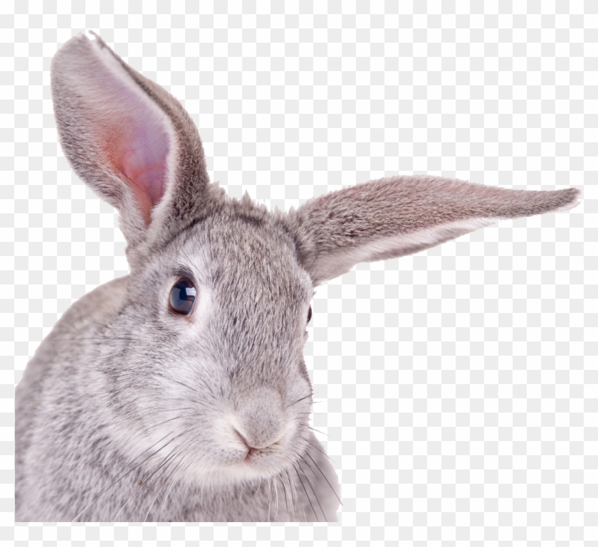 Rabbit Head White Background Clipart #512580