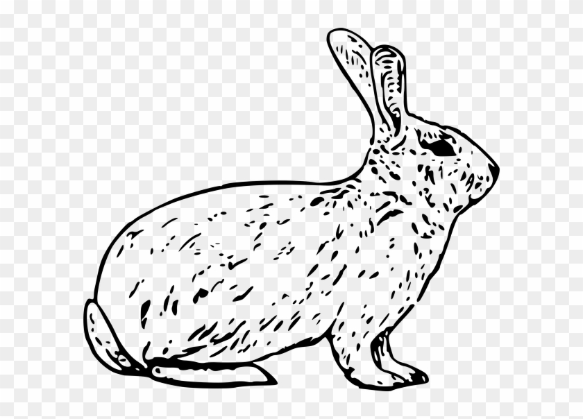 Arctic Hare Clipart Black And White - Png Download #512656