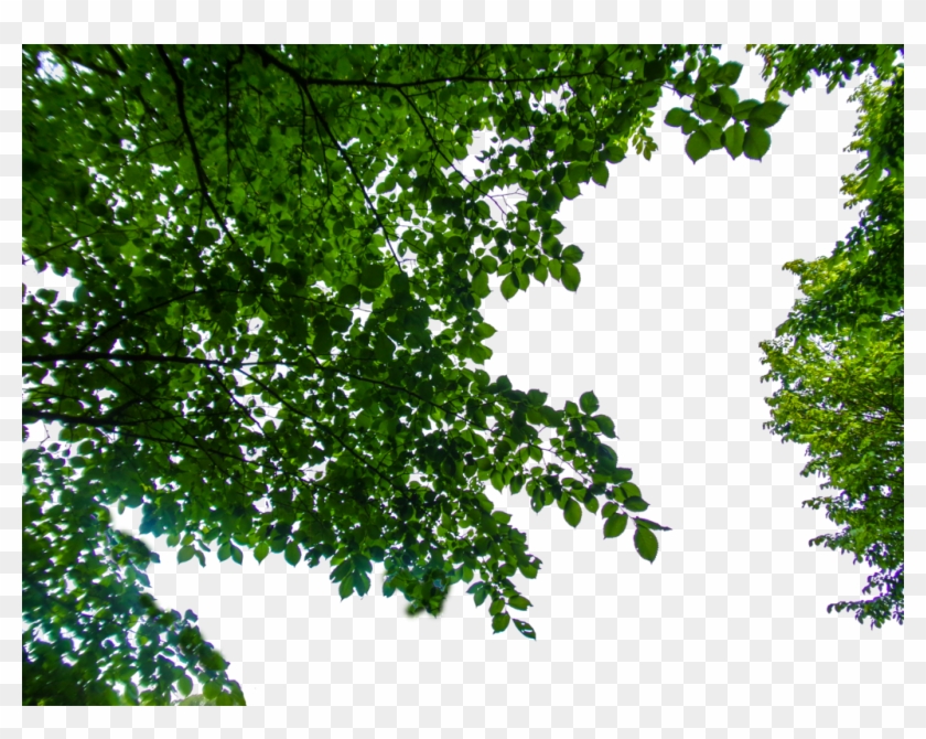 Go To Image - Tree Branches Png Hanging Clipart #515075