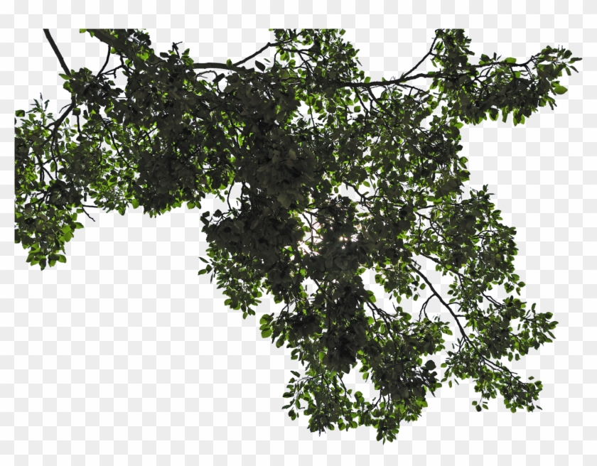 Leaf Branch Png Picture Free Library , Png Download Clipart #515408