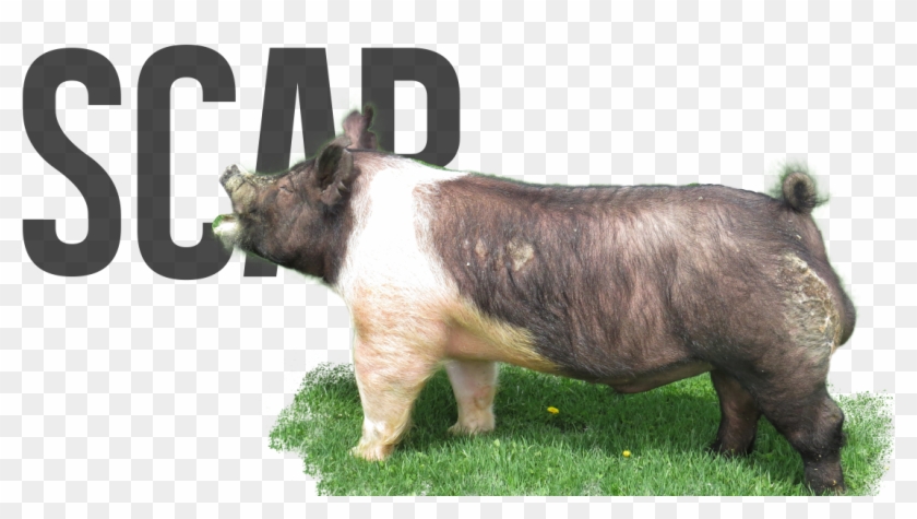 Scar - Domestic Pig Clipart #515451
