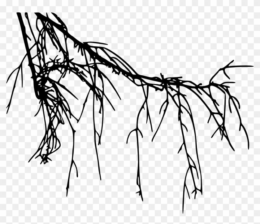 Free Download - Drawing Bodhi Tree Roots Clipart