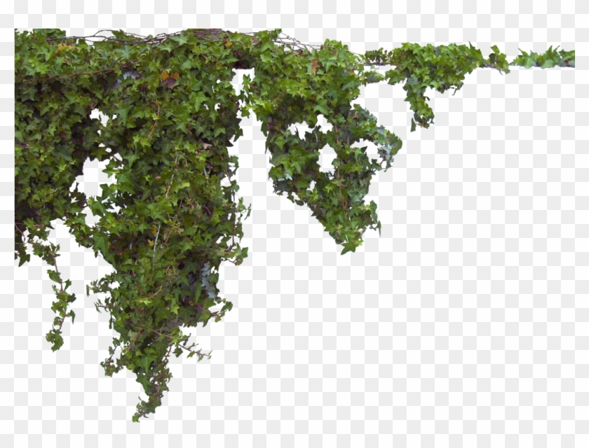 Free Icons Png - Real Ivy Transparent Background Clipart #515482