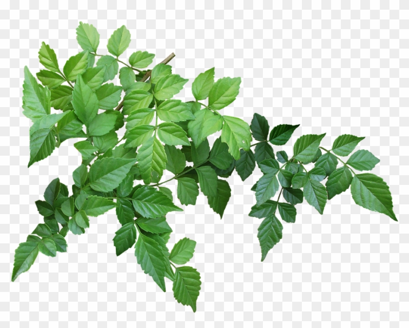 Leaves, Branch, Garden, Nature, Green - Branch Leaves Clipart