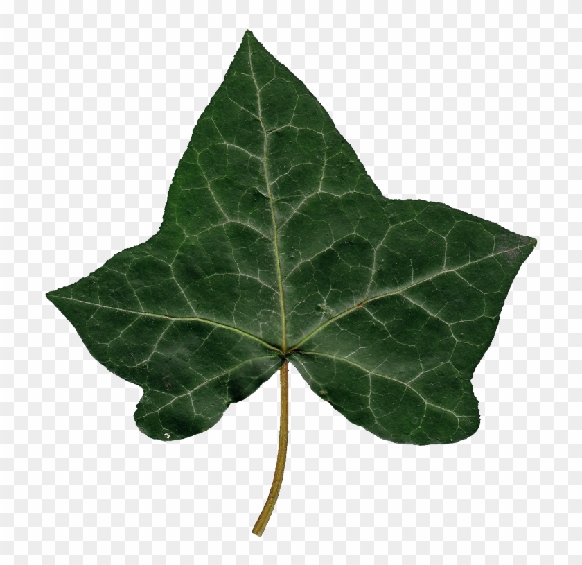 Ivy Leaf Png - Ivy Leaves Png Clipart