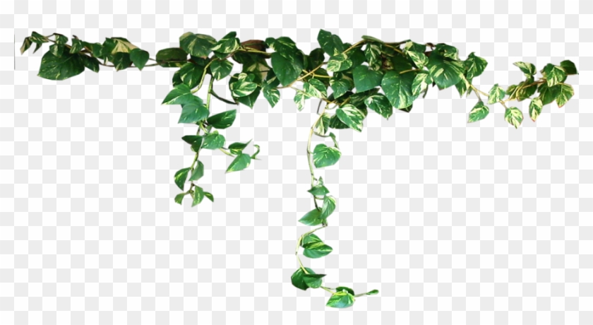 843 - Plants Png Clipart #516028