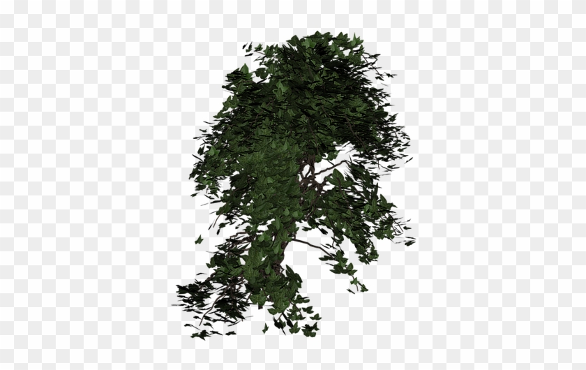 Ivy, Plant, Green, Climber Plant, Nature, Ivy Leaf - Aesthetic Nature Transparent Background Clipart