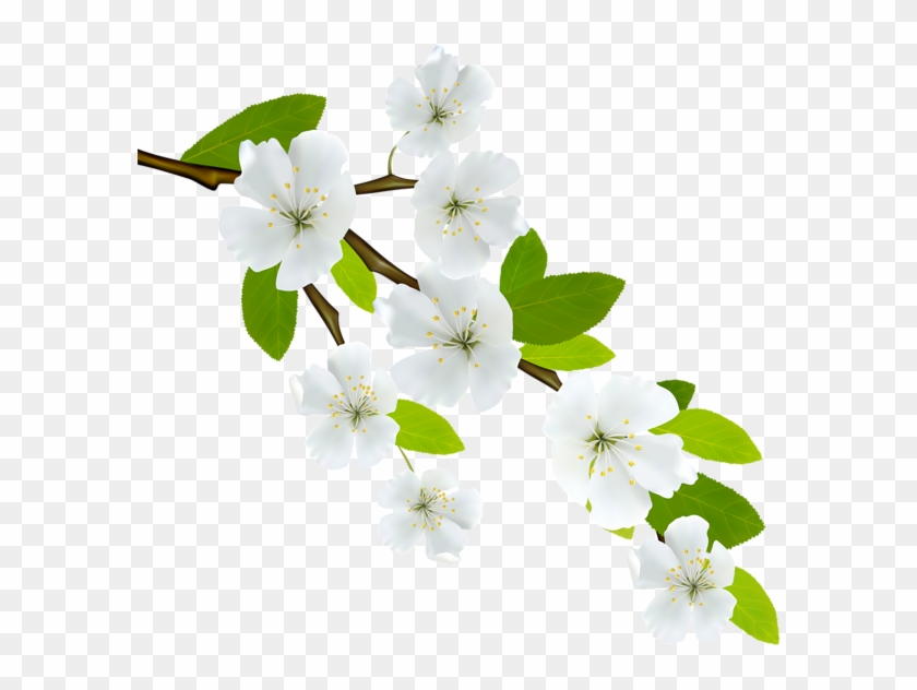 Spring Branch Png Image - Spring Branch Png Clipart #516137