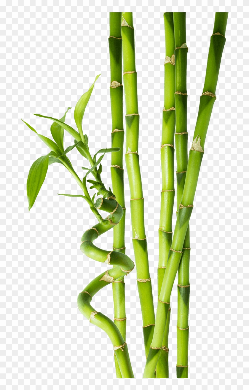 Bamboo Background Transparent Png Clipart