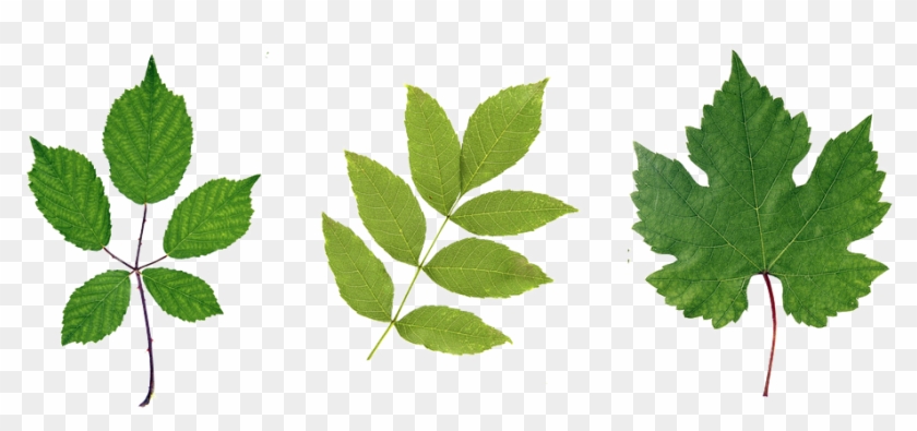 Green Leaf Png Hd Clipart #516161