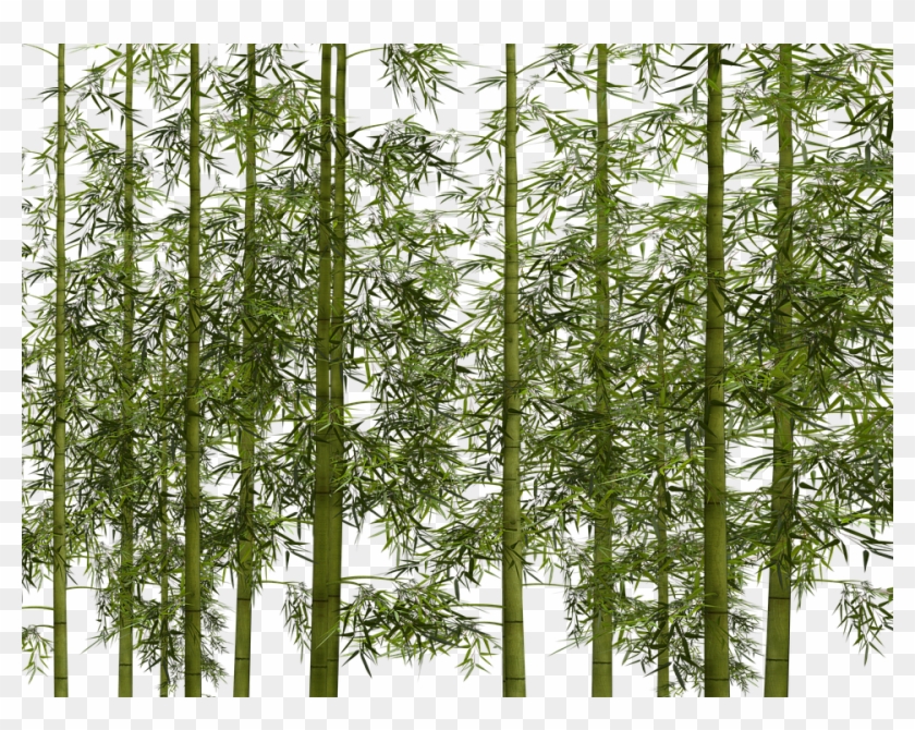 Bamboo Png Clipart