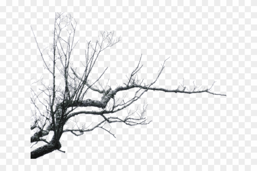 Branch Png Transparent Images - Dark Branch Png Clipart #516434