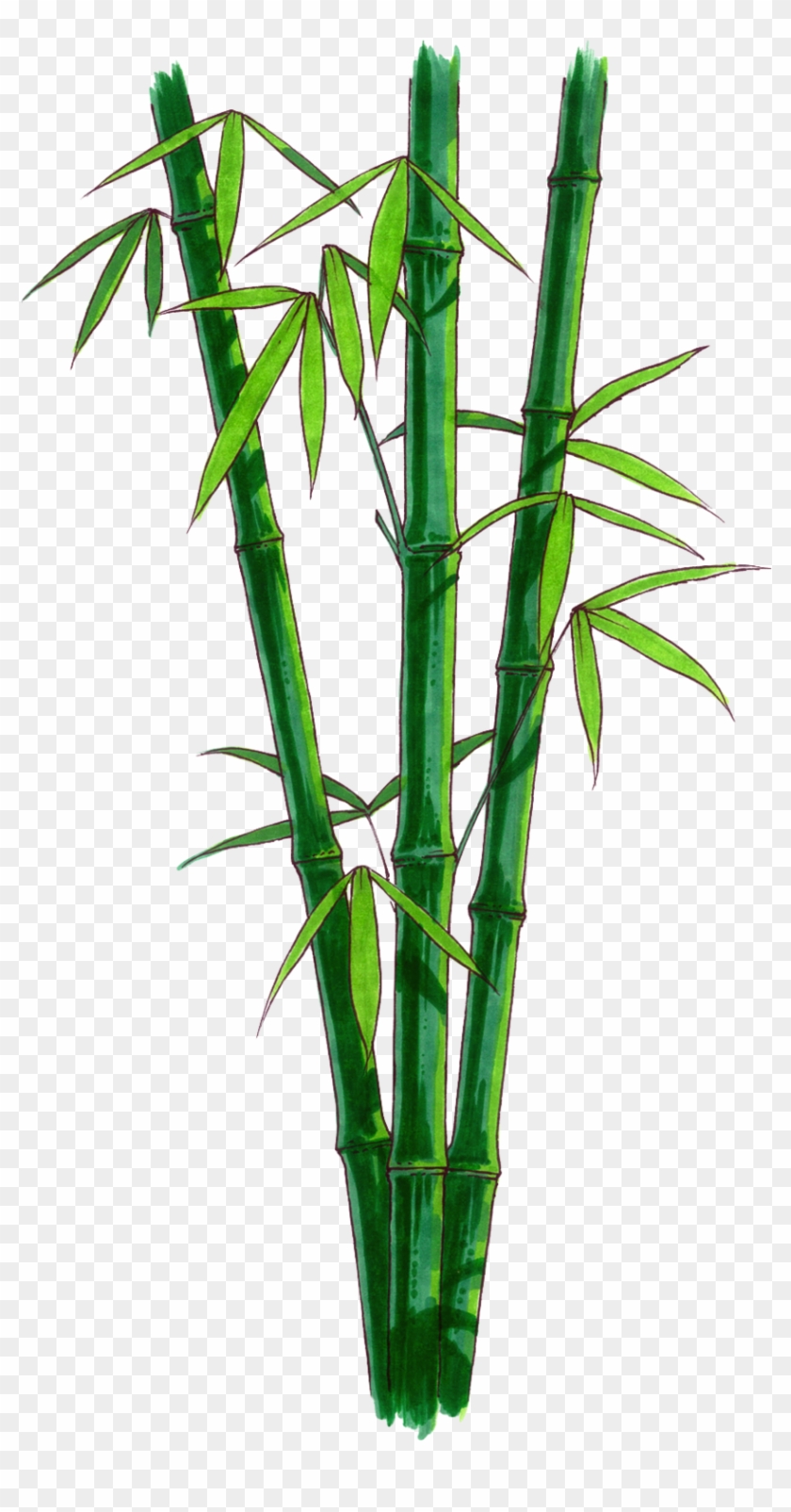 Bamboo With No Background Clipart