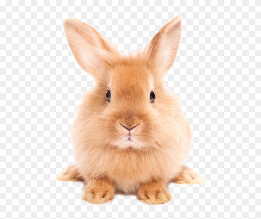 Easter Rabbit Png Hd - Rabbit Png Clipart #516985