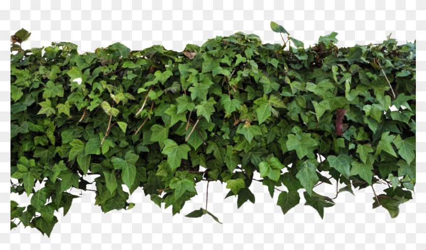 Untitled Form - Ivy Transparent Png Clipart #517005