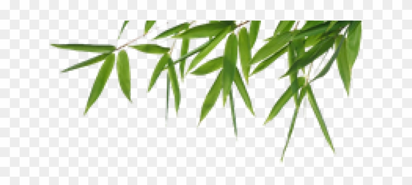 Bamboo Png Transparent Images - Free Bamboo Png Clipart #517187