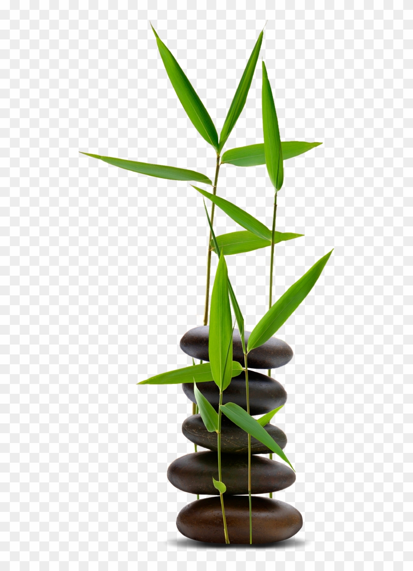 Bamboo Zen & Spa - Spa Rock With Bamboo Png Clipart