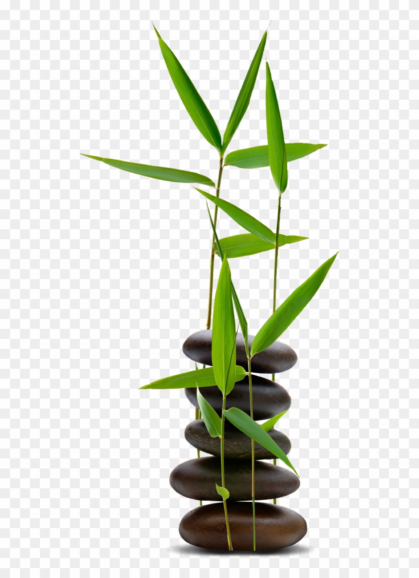 Bamboo Zen & Spa - Spa Rock With Bamboo Png Clipart #517424