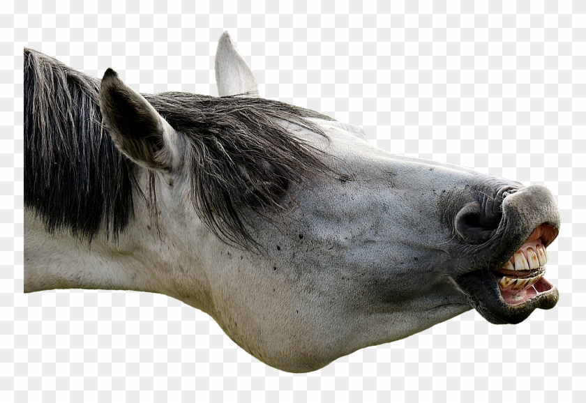Funny Png Images - Horses Png Clipart #517452