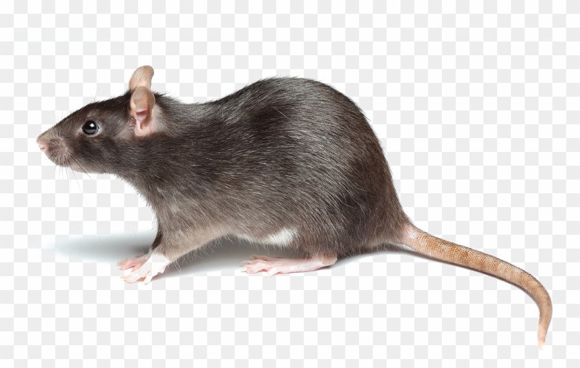 Rat Png Picture - Rat Png Clipart #517698